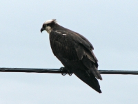 Osprey on a telephone wire